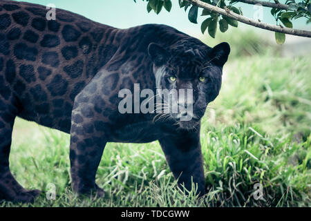 Portrait der Black Panther, Wild Cat direkt in die Kamera schaut. Silent Killer. Furchterregend aussehen. Stockfoto