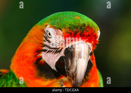 Closeup Portrait von die bunt gefiederten Ara Papagei in der natürlichen Umwelt. Stockfoto