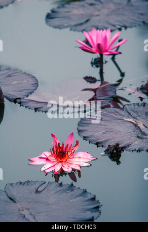 Rosa Wasser Lilly flower voll erblühte in ihrer natürlichen Umgebung. Stockfoto