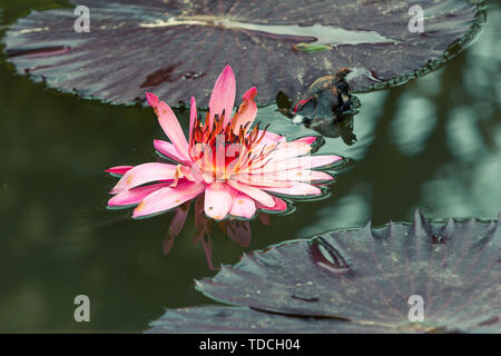 Rosa Wasser Lilly flower voll erblühte in ihrer natürlichen Umgebung. Stockfoto