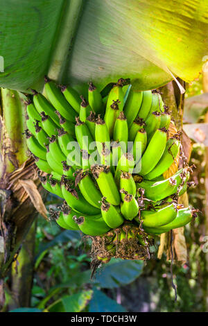 Bündel grüne frische Bananen wachsen auf dem Baum in ihrer natürlichen Umgebung. Stockfoto