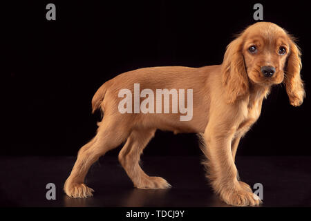 Sie mich nicht alleine lassen. English Cocker Spaniel junger Hund posiert. Süße verspielte braun doggy oder Pet steht auf schwarzen Hintergrund isoliert. Konzept der Bewegung, Aktion, Bewegung. Sieht traurig und einsam. Stockfoto