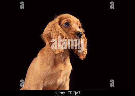 Sie mich nicht alleine lassen. English Cocker Spaniel junger Hund posiert. Süße verspielte braun doggy oder pet Sitzt voller Aufmerksamkeit auf schwarzem Hintergrund isoliert. Konzept der Bewegung, Aktion, Bewegung. Stockfoto