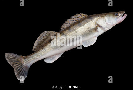 Walleye isoliert mit Freistellungspfad Stockfoto