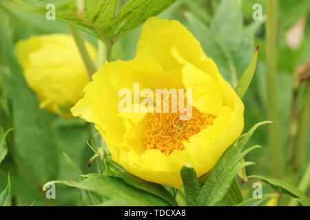 Paeonia lutea var. ludlowii. Architektonische Baumpäonie mit Papery gelbe Blüten im Mai Stockfoto