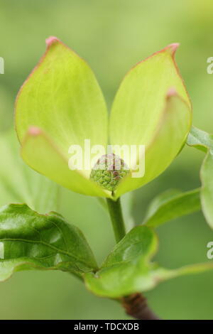 × elwinortonii Cornus Venus. Cornus 'Venus' blühende Hartriegel im Mai. Hybrid von Cornus nuttallii und Cornus kousa var. chinensis. Stockfoto