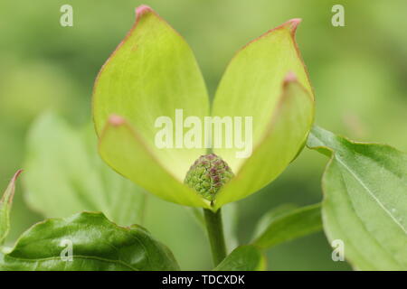 × elwinortonii Cornus Venus. Cornus 'Venus' blühende Hartriegel im Mai. Hybrid von Cornus nuttallii und Cornus kousa var. chinensis. Stockfoto