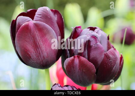 Tulipa 'Königin der Nacht' (L) und Tulipa 'Black Hero' (R). Single "Königin der Nacht" Tulip und doppelte Version namens 'Black Hero' Tulip Stockfoto