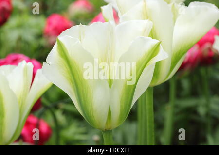 Tulipa 'Spring Green 'Green und Elfenbein Galeata tulip im Mai Stockfoto