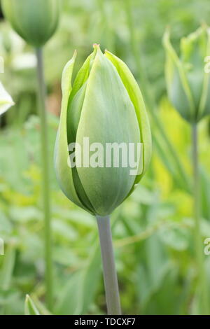 Tulipa 'Evergreen'. Reines Grün tulip vom Triumph Gruppe im Mai Stockfoto