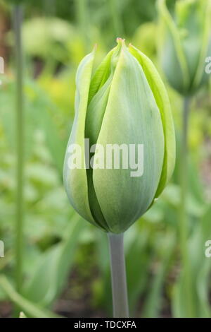 Tulipa 'Evergreen'. Reines Grün tulip vom Triumph Gruppe im Mai Stockfoto