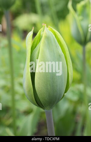 Tulipa 'Evergreen'. Reines Grün tulip vom Triumph Gruppe im Mai Stockfoto