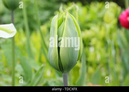 Tulipa 'Evergreen'. Reines Grün tulip vom Triumph Gruppe im Mai Stockfoto