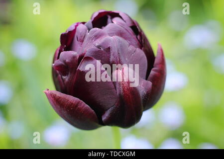 Tulipa 'Black Hero'. Dunkel lila, gefüllte Blüte Version von Tulipa 'Königin der Nacht' - Mai Stockfoto