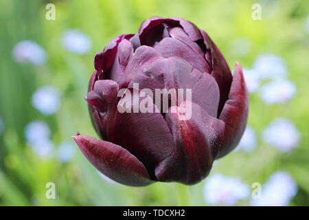 Tulipa 'Black Hero'. Dunkel lila, gefüllte Blüte Version von Tulipa 'Königin der Nacht' - Mai Stockfoto