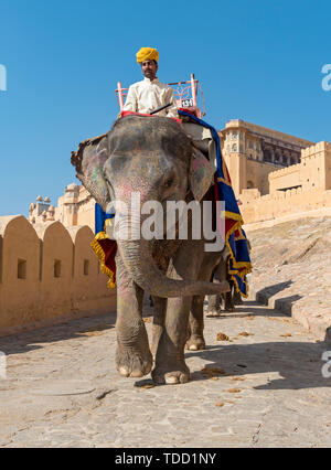 Im Amber Fort, Jaipur, Rajasthan, Indien Elefant Stockfoto