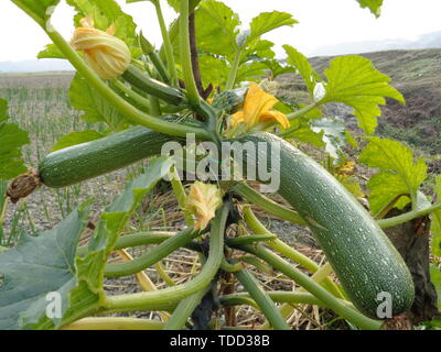 Gurke (shosha) Baby Rocky Pflanzen auf dem Feld. Hoch produktiv. Knackig, lecker und erfrischend, ideal für Snacks. Gurken vertikale Einpflanzen. Gro Stockfoto