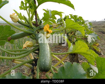 Gurke (shosha) Baby Rocky Pflanzen auf dem Feld. Hoch produktiv. Knackig, lecker und erfrischend, ideal für Snacks. Gurken vertikale Einpflanzen. Gro Stockfoto