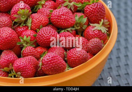 Frisch gezupfte Erdbeeren im orange bowl Stockfoto