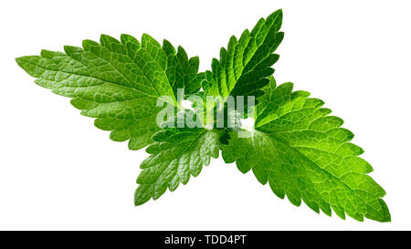 Katzenminze (Nepeta Cataria), Tops, isoliert Stockfoto