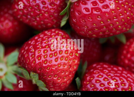 Makro Farbe Bild als Hintergrund Foto mit reifen Erdbeeren, Rahmen befüllen Stockfoto