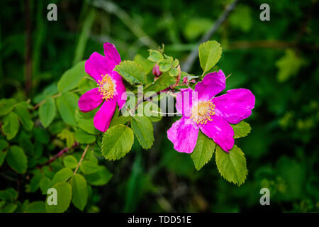 Niederlassungen der Blüte Hagebutten auf einem Hintergrund von Verschwommenes grün. Schönen natürlichen Hintergrund mit Blumen von einem dogrose. Stockfoto