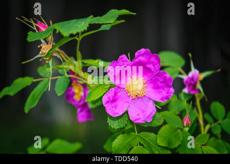 Niederlassungen der Blüte Hagebutten auf einem Hintergrund von Verschwommenes grün. Schönen natürlichen Hintergrund mit Blumen von einem dogrose. Stockfoto