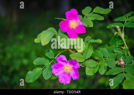 Niederlassungen der Blüte Hagebutten auf einem Hintergrund von Verschwommenes grün. Schönen natürlichen Hintergrund mit Blumen von einem dogrose. Stockfoto