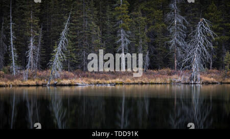 Kleiner See mit toten Bäumen, Spray Tal Provincial Park, Alberta, Kanada Stockfoto