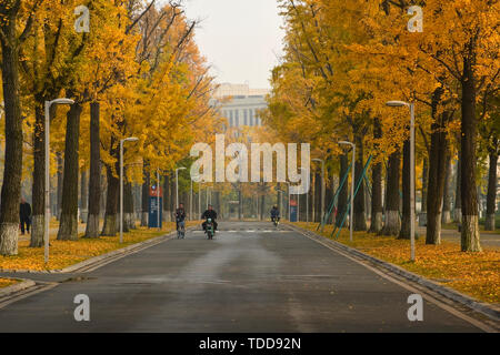 Ginkgo Allee, Chengdu Universität elektronische Wissenschaft und Technologie Stockfoto