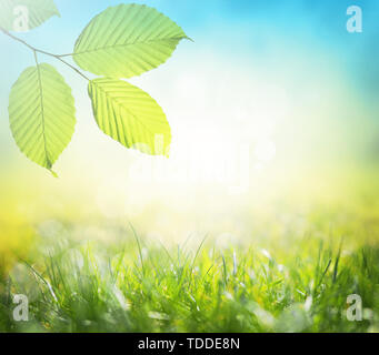 Großes grünes Blatt mit grünem Gras und Himmel als Hintergrund. Stockfoto
