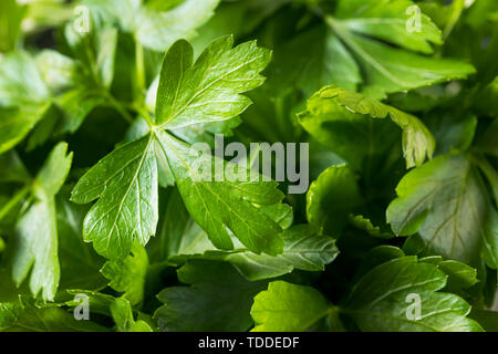 Raw Green Organic italienische Blattpetersilie in einem Bündel Stockfoto