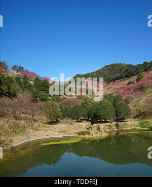 Mudanjiang Mei Garten Stockfoto