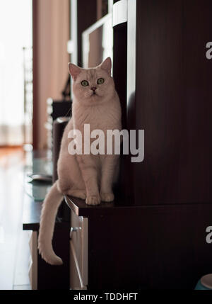 Cat kurz Silber Farbverlauf Stockfoto