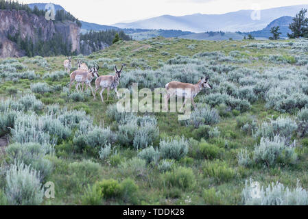 Pronghorn Beweidung in Feld in Wyoming Wüste Stockfoto