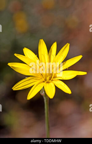 Taraxacum blow up wilde Blume Blüte Makro Hintergrund fine art in hoher Qualität drucken Produkte 50,6 Megapixel Stockfoto