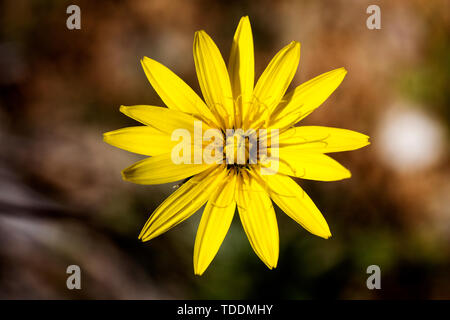 Taraxacum blow up wilde Blume Blüte Makro Hintergrund fine art in hoher Qualität drucken Produkte 50,6 Megapixel Stockfoto