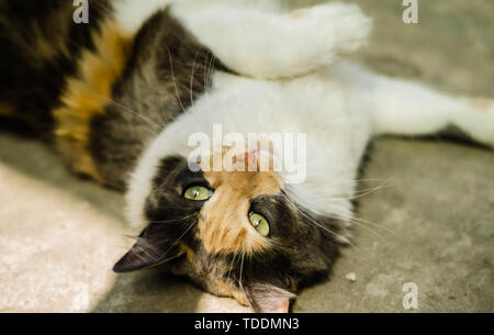 Eine streunende Katze auf dem Boden liegend, grauer Hintergrund Stockfoto