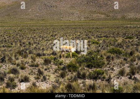 Vikunjas an der Seite der Straße von einem Trainer in der Reserva Nacional de Salinas y Aguada Blanca, Arequipa, Peru gesehen, Stockfoto