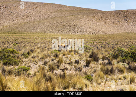 Vikunjas an der Seite der Straße von einem Trainer in der Reserva Nacional de Salinas y Aguada Blanca, Arequipa, Peru gesehen, Stockfoto