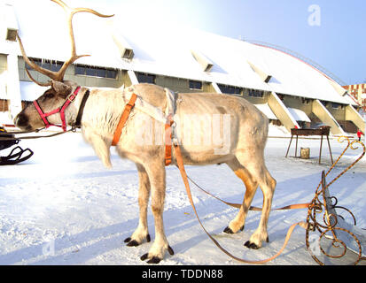 Symbol für Weihnachten - Rentier in einem Schlitten mit schönen Hörner stehen auf dem Schnee an einem sonnigen Wintertag gezogen Stockfoto