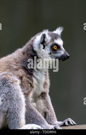 Ring-tailed Lemur, Lemur catta, sitzen auf den Baum aus der Nähe Stockfoto