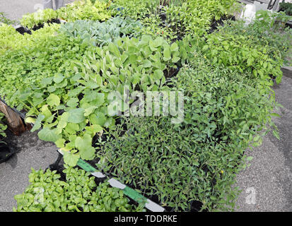 Viele Zucchini und Auberginen Tomaten Pflanzen zum Verkauf bereit im Gewächshaus transplantiert werden. Stockfoto
