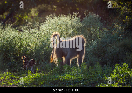 Chacma baboon Mutter mit einem niedlichen Baby gehen auf See in den Krüger National Park, Südafrika; Gattung Papio ursinus Familie von Fußball oder Handball Stockfoto