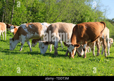 Limousin Rinder in einem Land Feld grasen Gras Stockfoto