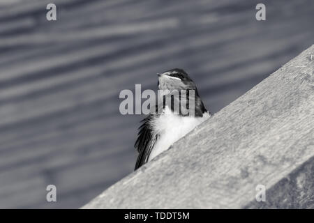 Baby Vogel der Schwalbe sitzt auf sonnenbeschienenen Holzbalken unter dem Dach. Schwarz und Weiß getönten Bild. Stockfoto