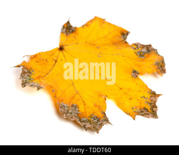 Gelbe getrocknet Herbst Ahorn Blatt auf weißem Hintergrund. Nahaufnahme. Stockfoto