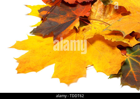 Stapel der Herbst bunten Ahornblätter auf weißem Hintergrund. Stockfoto