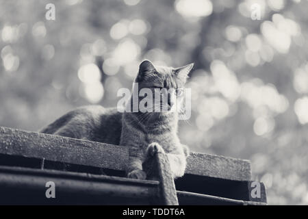 Graue Katze ruht auf alte Holzdach. Schwarz und Weiß getönten Bild. Stockfoto