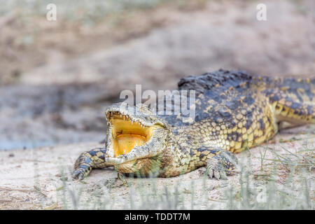 Nilkrokodil Mund am Ufer in den Krüger National Park, Südafrika; Specie Crocodylidae Crocodylus niloticus Familie Stockfoto